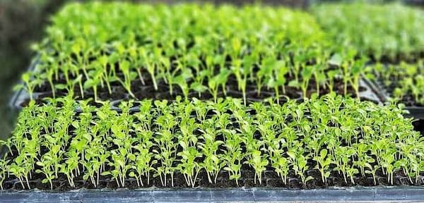 تصویر 5 از خرید و قیمت سینی کشت گلخانه ای + فروش عمده